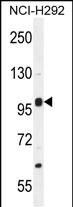 NBPF8 Antibody (N-term) western blot analysis in NCI-H292 cell line lysates (35ug/lane).This demonstrates the NBPF8 antibody detected the NBPF8 protein (arrow).