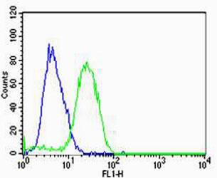 Western blot analysis of lysates from K562 cell line and human placenta tissue lysate (from left to right), using HBG2 Antibody (C-term). was diluted at 1:1000 at each lane. A goat anti-rabbit IgG H&L(HRP) at 1:5000 dilution was used as the secondary antibody. Lysates at 35ug per lane.