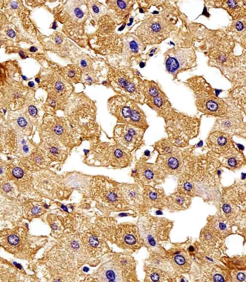 Western blot analysis of lysates from K562 cell line and human placenta tissue lysate (from left to right), using HBG2 Antibody (C-term). was diluted at 1:1000 at each lane. A goat anti-rabbit IgG H&L(HRP) at 1:5000 dilution was used as the secondary antibody. Lysates at 35ug per lane.