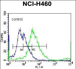 Confocal immunofluorescent analysis of TUBB8B Antibody (C-term) with NCI-H460 cell followed by Alexa Fluor 488-conjugated goat anti-rabbit lgG (green). Dused to stain the cell nuclear (blue).