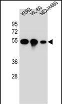 Confocal immunofluorescent analysis of TUBB8B Antibody (C-term) with NCI-H460 cell followed by Alexa Fluor 488-conjugated goat anti-rabbit lgG (green). Dused to stain the cell nuclear (blue).