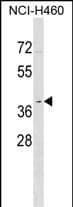 Western Blot OR2Y1 Antibody (RB37957)