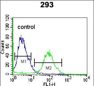 OR4F15 Antibody (N-term) western blot analysis in 293 cell line lysates (35ug/lane).This demonstrates the OR4F15 antibody detected the OR4F15 protein (arrow).