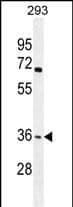 OR4F15 Antibody (N-term) western blot analysis in 293 cell line lysates (35ug/lane).This demonstrates the OR4F15 antibody detected the OR4F15 protein (arrow).