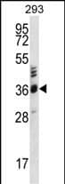 OR2T27 Antibody (C-term) western blot analysis in 293 cell line lysates (35ug/lane).This demonstrates the OR2T27 antibody detected the OR2T27 protein (arrow).