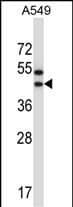 OR56A1 Antibody (C-term) western blot analysis in A549 cell line lysates (35ug/lane).This demonstrates the OR56A1 antibody detected the OR56A1 protein (arrow).