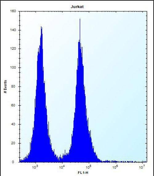 OR11L1 Antibody (C-term) western blot analysis in Jurkat cell line lysates (35ug/lane).This demonstrates the OR11L1 antibody detected the OR11L1 protein (arrow).