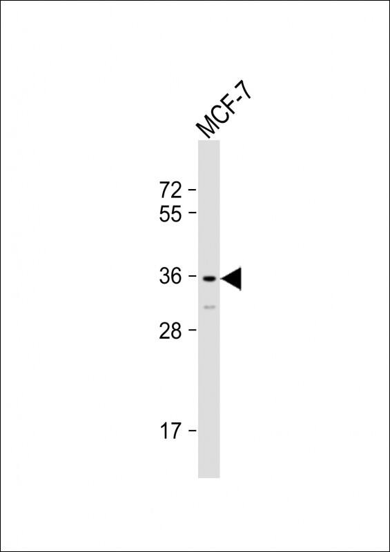 Anti-OR2T11 Antibody (C-term) at 1:1000 dilution + MCF-7 whole cell lysateLysates/proteins at 20 �g per lane. SecondaryGoat Anti-Rabbit IgG, (H+L), Peroxidase conjugated at 1/10000 dilution. Predicted band size : 35 kDaBlocking/Dilution buffer: 5% NFDM/TBST.