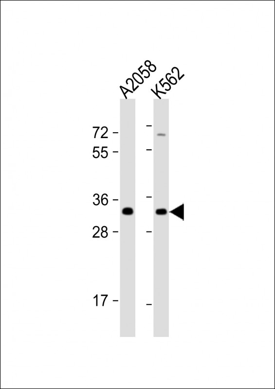 All lanes : Anti-OR8J3 Antibody (C-term) at 1:1000 dilutionLane 1: A2058 whole cell lysateLane 2: K562 whole cell lysateLysates/proteins at 20 �g per lane. SecondaryGoat Anti-Rabbit IgG, (H+L), Peroxidase conjugated at 1/10000 dilution. Predicted band size : 35 kDaBlocking/Dilution buffer: 5% NFDM/TBST.