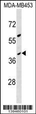 OR10G8 Antibody (C-term) western blot analysis in MDA-MB453 cell line lysates (35ug/lane).This demonstrates the OR10G8 antibody detected the OR10G8 protein (arrow).