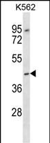 OR13F1 Antibody (C-term) western blot analysis in K562 cell line lysates (35ug/lane).This demonstrates the OR13F1 antibody detected the OR13F1 protein (arrow).