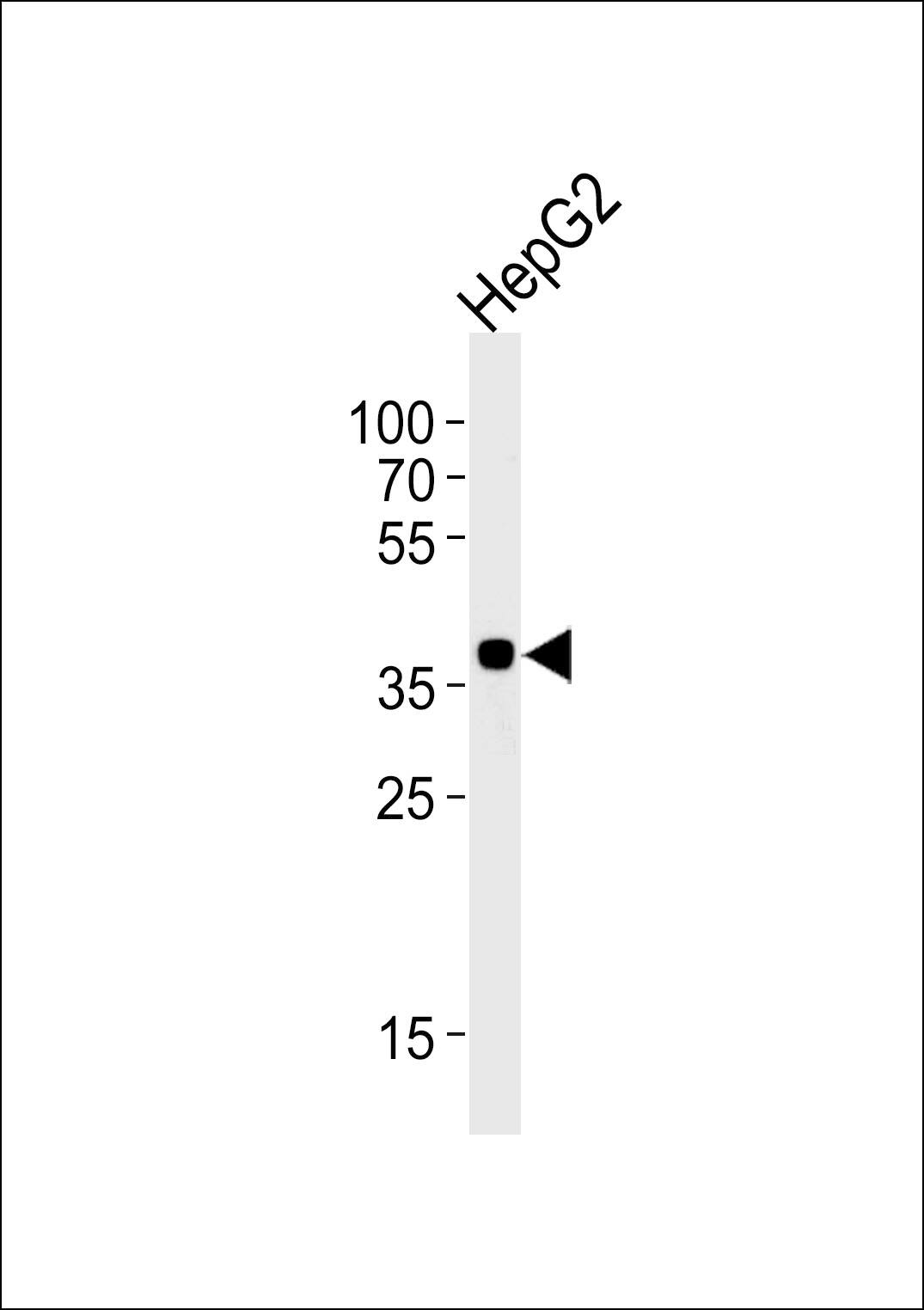 Western blot analysis of lysate from HepG2 cell line, using OR2M7 Antibody (C-term). was diluted at 1:1000 at each lane. A goat anti-rabbit IgG H&L(HRP) at 1:5000 dilution was used as the secondary antibody. Lysate at 35ug per lane.