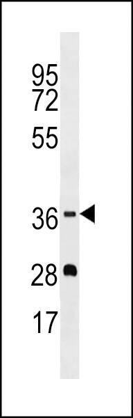 OR5M1 Antibody (C-term) western blot analysis in MDA-MB453 cell line lysates (35ug/lane).This demonstrates the OR5M1 antibody detected the OR5M1 protein (arrow).