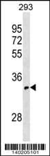 OR52I1 Antibody (C-term) western blot analysis in 293 cell line lysates (35ug/lane).This demonstrates the OR52I1 antibody detected the OR52I1 protein (arrow).