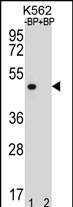 Western blot analysis of OR8K3 Antibody (C-term) Pab pre-incubated without(lane 1) and with(lane 2) blocking peptide in K562 cell line lysate. OR8K3 Antibody (C-term) (arrow) was detected using the purified Pab.