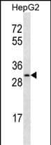 OR4C12 Antibody (C-term) western blot analysis in HepG2 cell line lysates (35ug/lane).This demonstrates the OR4C12 antibody detected the OR4C12 protein (arrow).