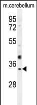 OR51I1 Antibody (C-term) western blot analysis in mouse cerebellum tissue lysates (35ug/lane).This demonstrates the OR51I1 antibody detected the OR51I1 protein (arrow).