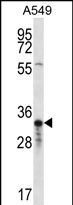 OR4F5 Antibody (N-term) western blot analysis in A549 cell line lysates (35ug/lane).This demonstrates the OR4F5 antibody detected the OR4F5 protein (arrow).