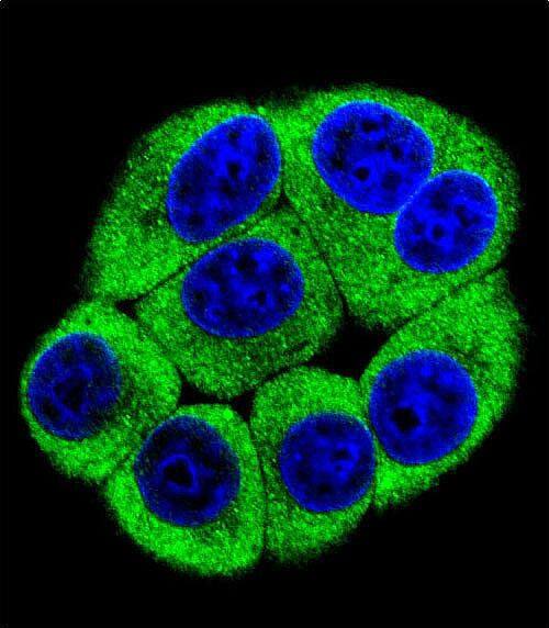 Confocal immunofluorescent analysis of OR2T3 Antibody (C-term) with 293 cell followed by Alexa Fluor 488-conjugated goat anti-rabbit lgG (green). Dused to stain the cell nuclear (blue).