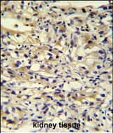 Immunohistochemistry-Paraffin C1orf186 Antibody (RB27426)