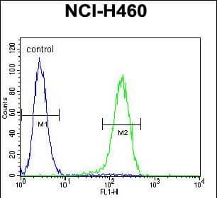 Confocal immunofluorescent analysis of PRAMEF6 Antibody (C-term) with NCI-H460 cell followed by Alexa Fluor 488-conjugated goat anti-rabbit lgG (green). Dused to stain the cell nuclear (blue).