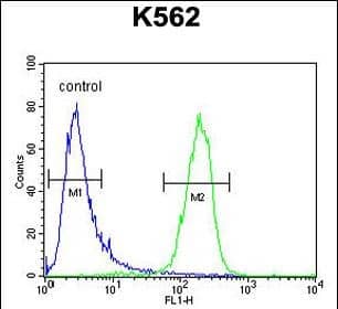 MCART2 Antibody (N-term) western blot analysis in K562 cell line lysates (35ug/lane).This demonstrates the MCART2 antibody detected the MCART2 protein (arrow).