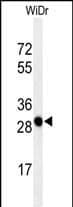 Western blot analysis of PAQR3 Antibody (C-term) in WiDr cell line lysates (35ug/lane). PAQR3 (arrow) was detected using the purified Pab.
