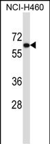 UGT2B11 Antibody (C-term) western blot analysis in NCI-H460 cell line lysates (35ug/lane).This demonstrates the UGT2B11 antibody detected the UGT2B11 protein (arrow).