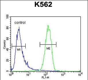GAGE13 Antibody (N-term) western blot analysis in K562 cell line lysates (35ug/lane).This demonstrates the GAGE13 antibody detected the GAGE13 protein (arrow).