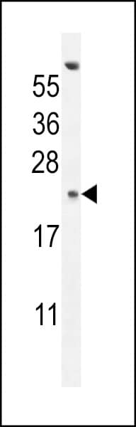 GAGE13 Antibody (N-term) western blot analysis in K562 cell line lysates (35ug/lane).This demonstrates the GAGE13 antibody detected the GAGE13 protein (arrow).