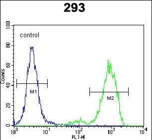 SPDYE5 Antibody (N-term) western blot analysis in 293 cell line lysates (35ug/lane).This demonstrates the SPDYE5 antibody detected the SPDYE5 protein (arrow).