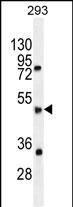 SPDYE5 Antibody (N-term) western blot analysis in 293 cell line lysates (35ug/lane).This demonstrates the SPDYE5 antibody detected the SPDYE5 protein (arrow).