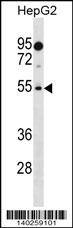 PRAMEF18 Antibody (Center) western blot analysis in HepG2 cell line lysates (35ug/lane).This demonstrates the PRAMEF18 antibody detected the PRAMEF18 protein (arrow).