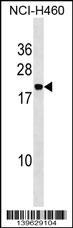 PPIAL4A Antibody (Center) western blot analysis in NCI-H460 cell line lysates (35ug/lane).This demonstrates the PPIAL4A antibody detected the PPIAL4A protein (arrow).