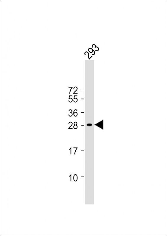 Anti-C19orf38 Antibody (Center) at 1:1000 dilution + 293 whole cell lysateLysates/proteins at 20 �g per lane. SecondaryGoat Anti-Rabbit IgG, (H+L), Peroxidase conjugated at 1/10000 dilution. Predicted band size : 25 kDaBlocking/Dilution buffer: 5% NFDM/TBST.