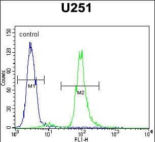 VITRN Antibody (C-term) western blot analysis in U251 cell line lysates (35ug/lane).This demonstrates the VITRN antibody detected the VITRN protein (arrow).