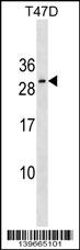 RNF223 Antibody (Center) western blot analysis in T47D cell line lysates (35ug/lane).This demonstrates the RNF223 antibody detected the RNF223 protein (arrow).