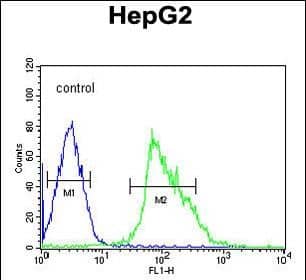 Immunofluorescent analysis of 4% paraformaldehyde-fixed, 0. 1% Triton X-100 permeabilized U-251 MG cells labeling USP17L24 with at 1/25 dilution, followed by Dylight� 488-conjugated goat anti-Rabbit IgG secondary antibody at 1/200 dilution (green). Immunofluorescence image showing Nucleus staining on U-251 MG cell line. Cytoplasmic actin is detected with Dylight� 554 Phalloidin(red). The nuclear counter stain is DAPI (blue).