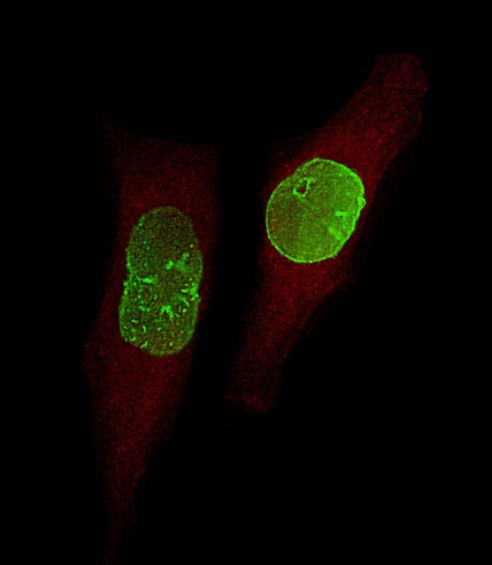 Immunofluorescent analysis of 4% paraformaldehyde-fixed, 0. 1% Triton X-100 permeabilized U-251 MG cells labeling USP17L24 with at 1/25 dilution, followed by Dylight� 488-conjugated goat anti-Rabbit IgG secondary antibody at 1/200 dilution (green). Immunofluorescence image showing Nucleus staining on U-251 MG cell line. Cytoplasmic actin is detected with Dylight� 554 Phalloidin(red). The nuclear counter stain is DAPI (blue).
