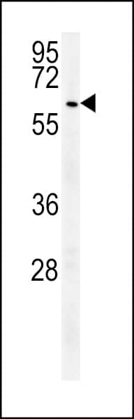 Immunofluorescent analysis of 4% paraformaldehyde-fixed, 0. 1% Triton X-100 permeabilized U-251 MG cells labeling USP17L24 with at 1/25 dilution, followed by Dylight� 488-conjugated goat anti-Rabbit IgG secondary antibody at 1/200 dilution (green). Immunofluorescence image showing Nucleus staining on U-251 MG cell line. Cytoplasmic actin is detected with Dylight� 554 Phalloidin(red). The nuclear counter stain is DAPI (blue).