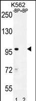 Western Blot IQCA1 Antibody (RB31637)