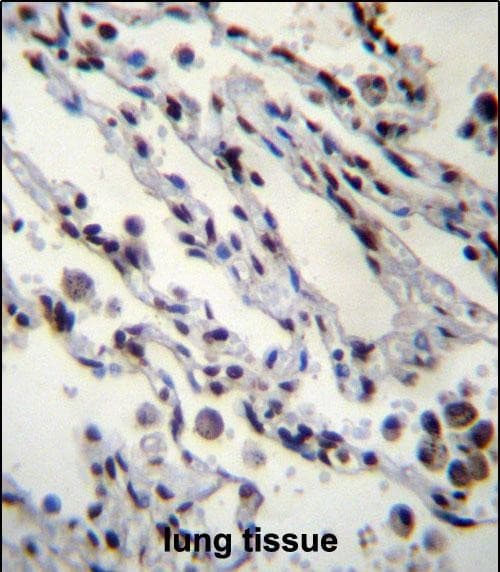 Immunohistochemistry-Paraffin HIST1H2BN Antibody (RB32147)