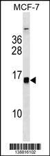HIST1H2BH/HIST1H2BK/HIST3H2BB Antibody (Center) western blot analysis in MCF-7 cell line lysates (35ug/lane).This demonstrates the HIST1H2BH/HIST1H2BK/HIST3H2BB antibody detected the HIST1H2BH/HIST1H2BK/HIST3H2BB protein (arrow).