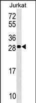 ANP32C Antibody (Center) western blot analysis in Jurkat cell line lysates (35ug/lane).This demonstrates the ANP32C antibody detected the ANP32C protein (arrow).