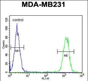 KIR2DL2 Antibody (C-Term) western blot analysis in MDA-MB231,Jurkat cell line lysates (35ug/lane).This demonstrates the KIR2DL2 antibody detected the KIR2DL2 protein (arrow).