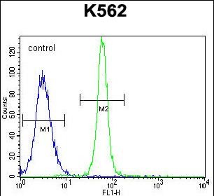 LRIT1 Antibody (C-term) western blot analysis in K562 cell line lysates (35ug/lane).This demonstrates the LRIT1 antibody detected the LRIT1 protein (arrow).