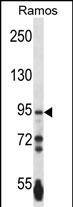 Western Blot PCDHGA3 Antibody (RB33029)
