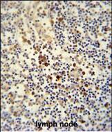 Immunohistochemistry-Paraffin Ly-6G6C Antibody (RB27560)