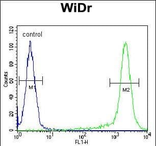 AMAC1L2 Antibody (N-term) western blot analysis in WiDr,A549 cell line lysates (35ug/lane).This demonstrates the AMAC1L2 antibody detected the AMAC1L2 protein (arrow).