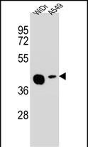 AMAC1L2 Antibody (N-term) western blot analysis in WiDr,A549 cell line lysates (35ug/lane).This demonstrates the AMAC1L2 antibody detected the AMAC1L2 protein (arrow).